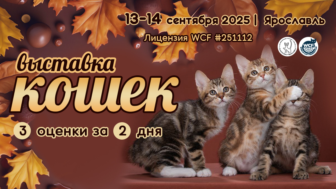 Выставка кошек Ярославль